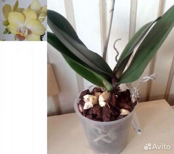 Орхидеи фаленопсис, камбрии, дендробиум