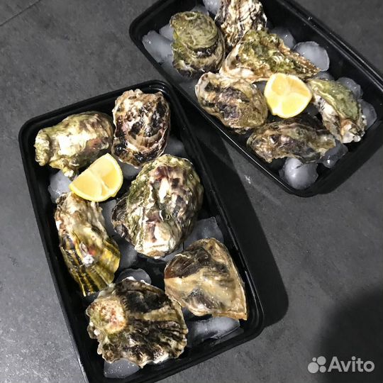 Мидии, устрицы живые