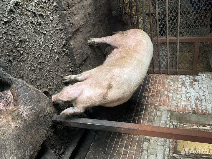 Свиноматки супоростные