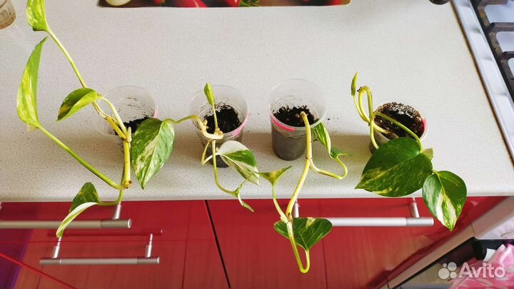 Эпипремнум сциндапсус золотистый