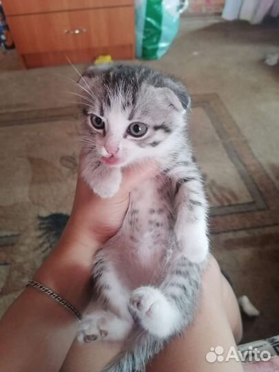 Кошки в добрые руки породистые