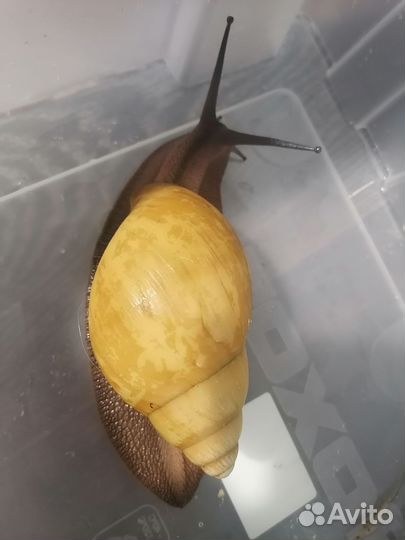 Продам улиток