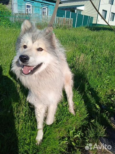 Балу в поисках семьи