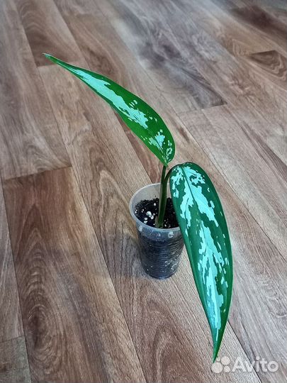 Аглаонема, сциндапсус, алоказия, сингониум