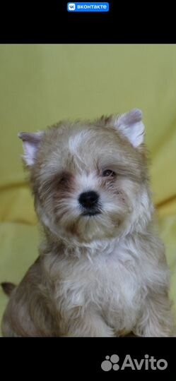 Стайка девочек