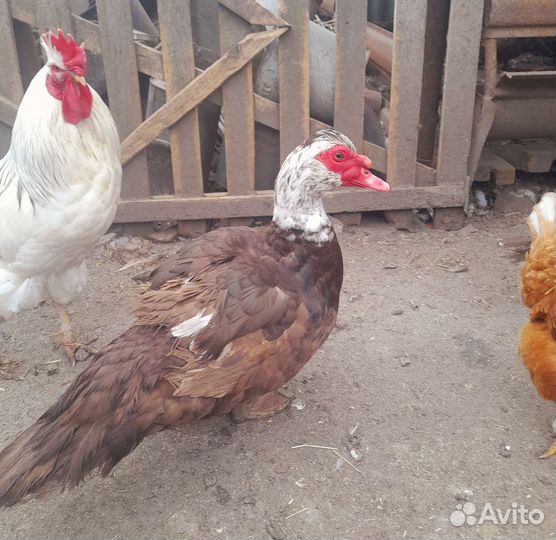 Мускусные утаки