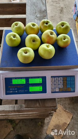 Яблоко социальное