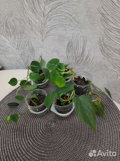 Сциндапсус, филодендрон, сингониум