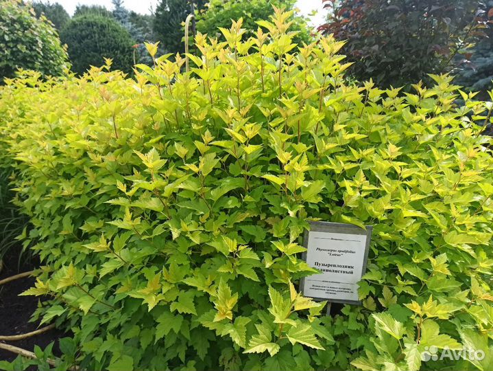 Саженцы декоративных кустарников