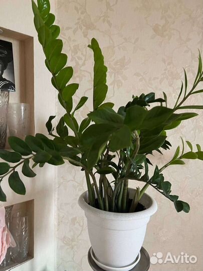 Замиокулькас