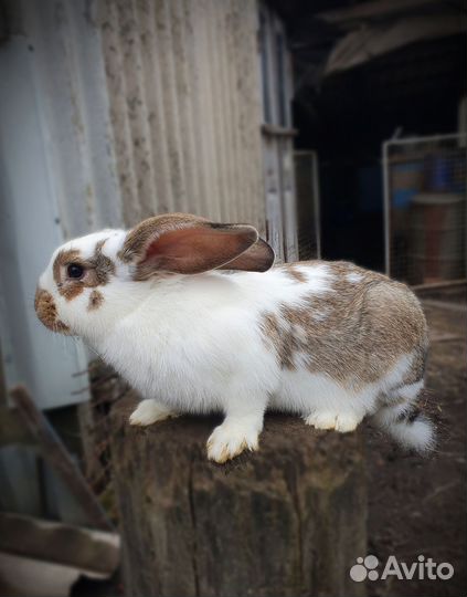 Мясо кролика, кролики на племя