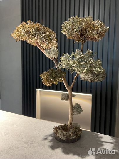 Удивительное дерево