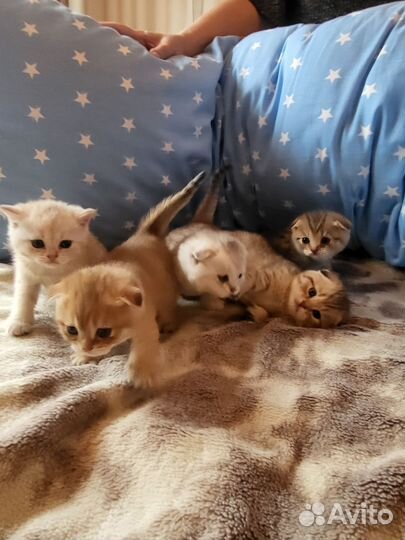 Вислоухие котята