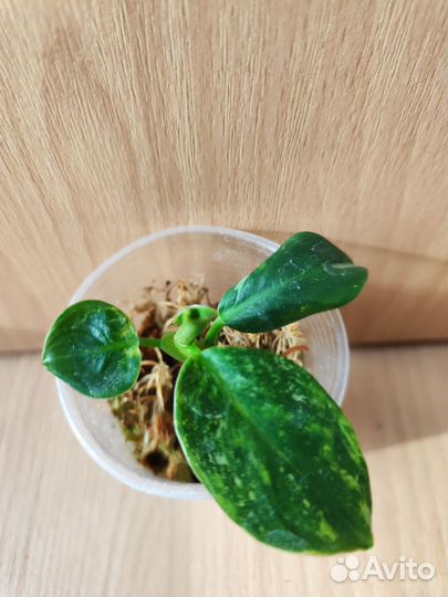 Филодендрон Вайт визард