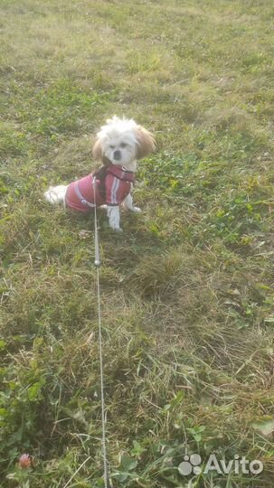 Куртка для собачки