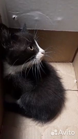 Кошка в добоые руки