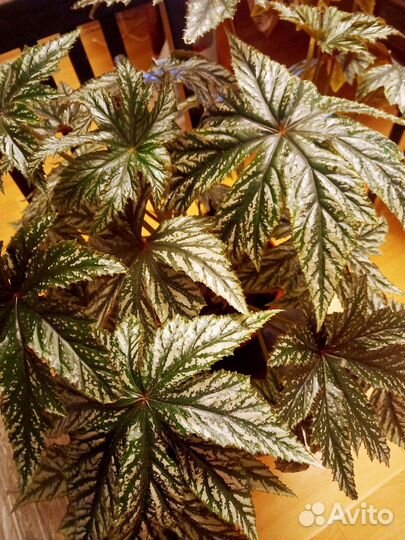 Бегония Гриффон