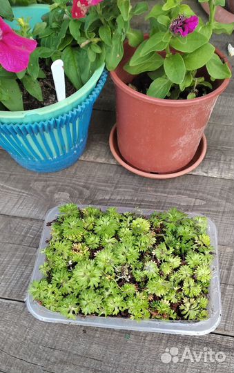 Многолетники