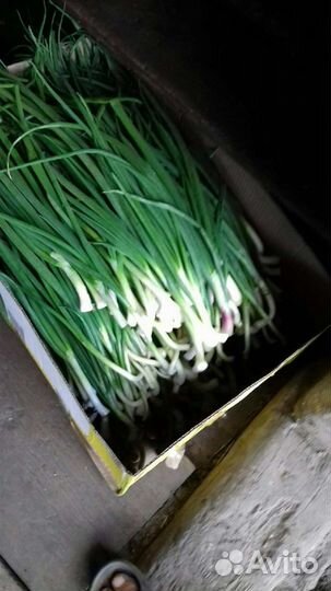 Помидоры огурцы и многое другое