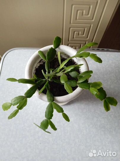 Декабрист розовый