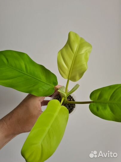 Набор из 10 растений