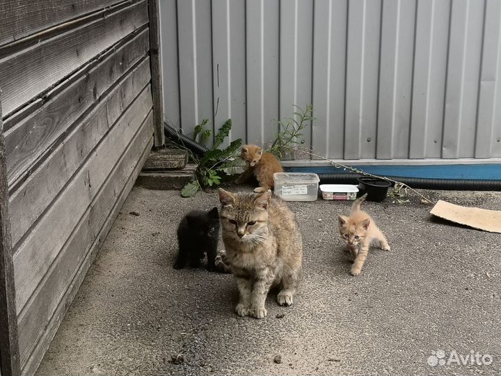Котята в добрые руки
