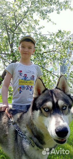Вязка сибирский хаски