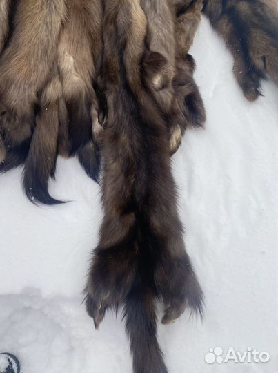 Шкурки соболя