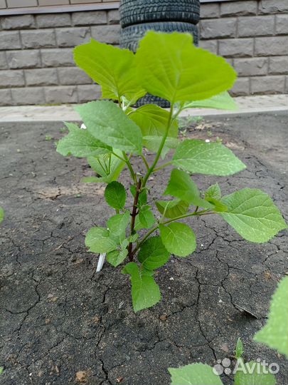 Саженцы жимолости Каприфоль, гортензии Анабель