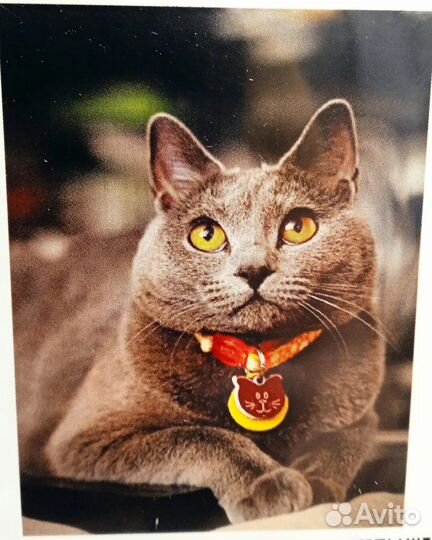 Алмазная мозаика на подрамнике Серый кот