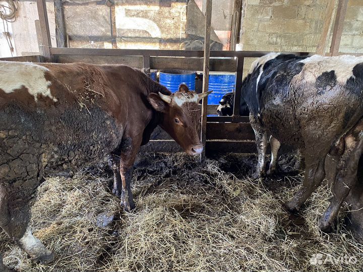 Бычки телки