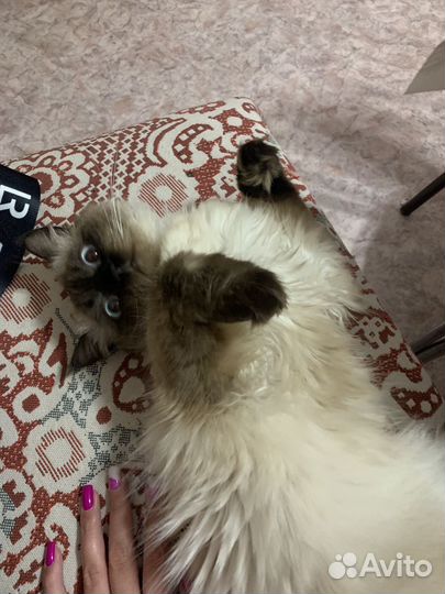 Кошка в добрые руки