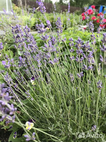 Многолетники для сада цветы