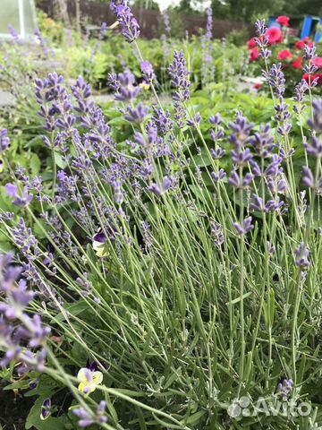 Многолетники для сада цветы