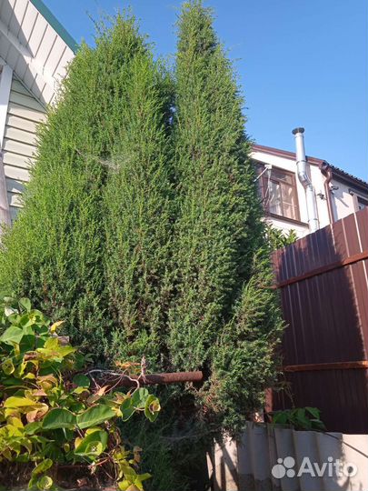 Можжевельник