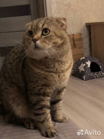 Шотландский вислоухий кот на вязку