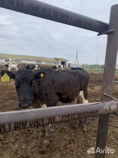 Бычки,телки