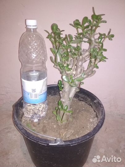 Комнатные растения цветы