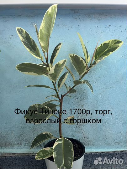 Комнатные цветы