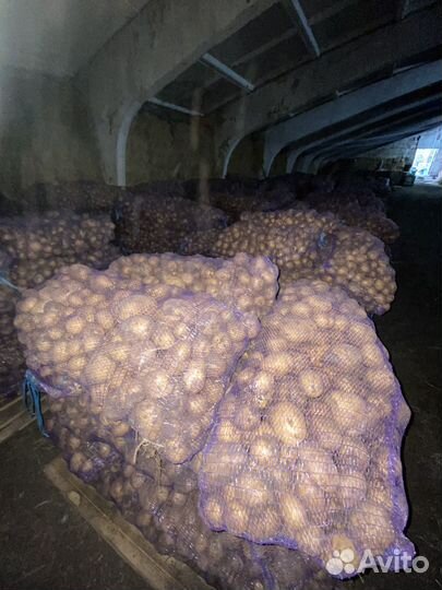 Картофель гала