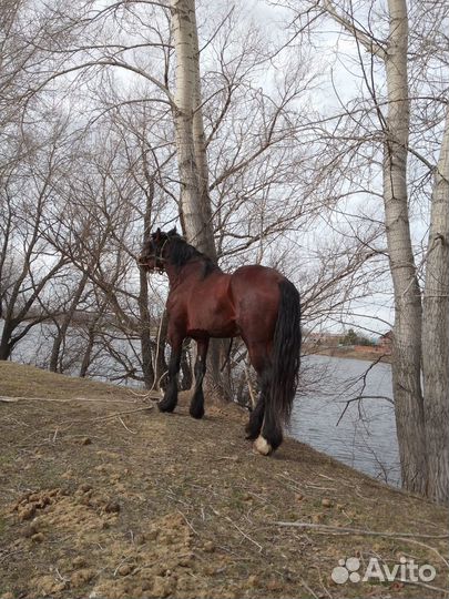 Продам жеребца