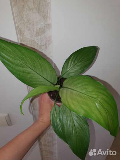 Спатифиллум спилт милк