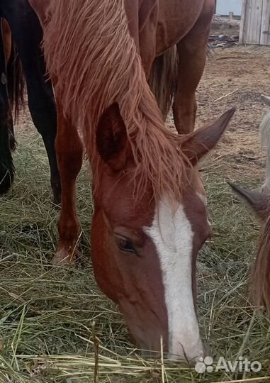 Лошадь, Жеребчик