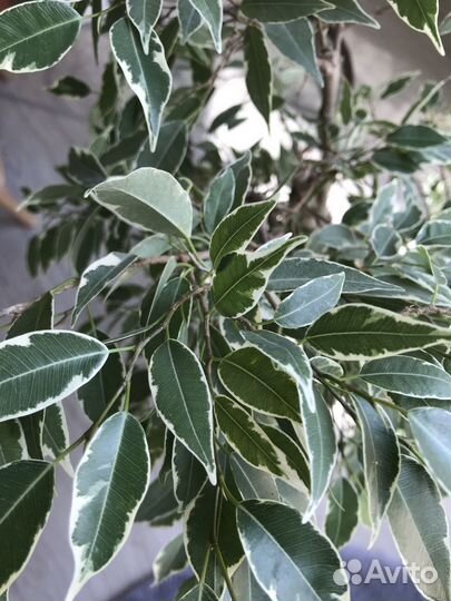 Растения Крупномеры