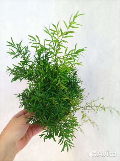 Папоротник