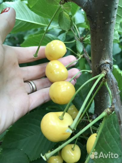 Черенки уникальных и редких сортов плодовых деревь