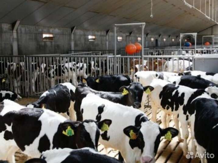 Телята бычки