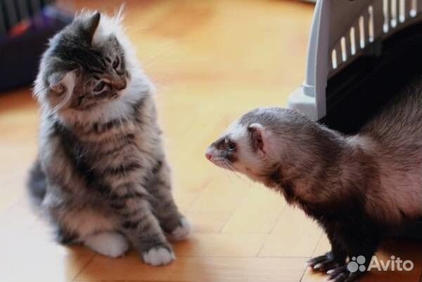 Передержка домашних животных, разных