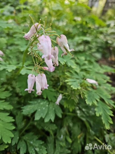 Дицентра изящная