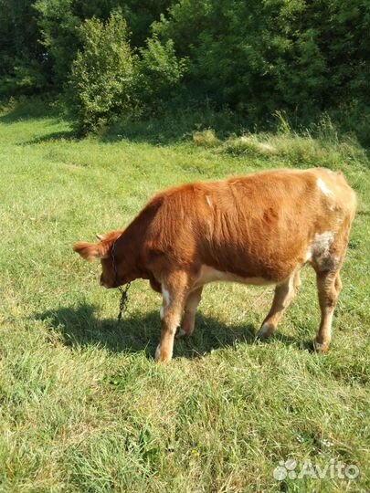 Тёлка айширской породы